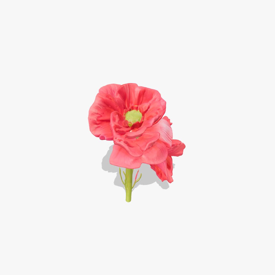 Papaver Double Flower Realistic Wavy model pack